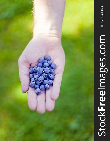 Fresh harvested bilberry in human's hand. Fresh harvested bilberry in human's hand