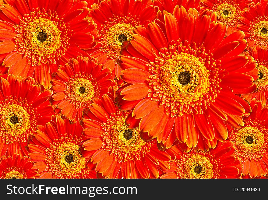 Red chrysanthemum flower overlap background