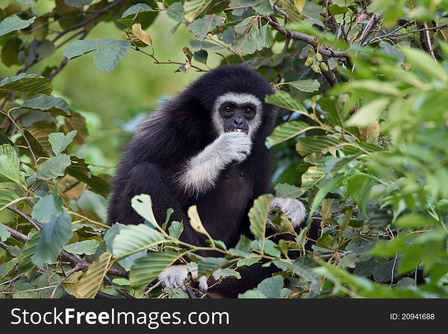 Gibbon sitting on the tree among the leaves. Gibbon sitting on the tree among the leaves