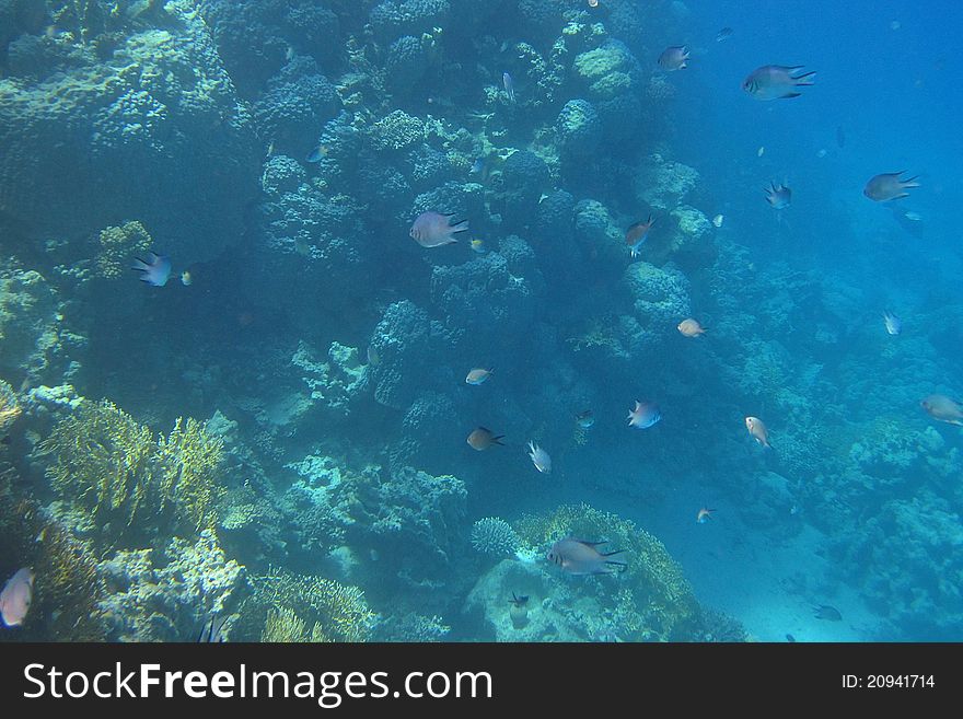 Many Fish Egypt