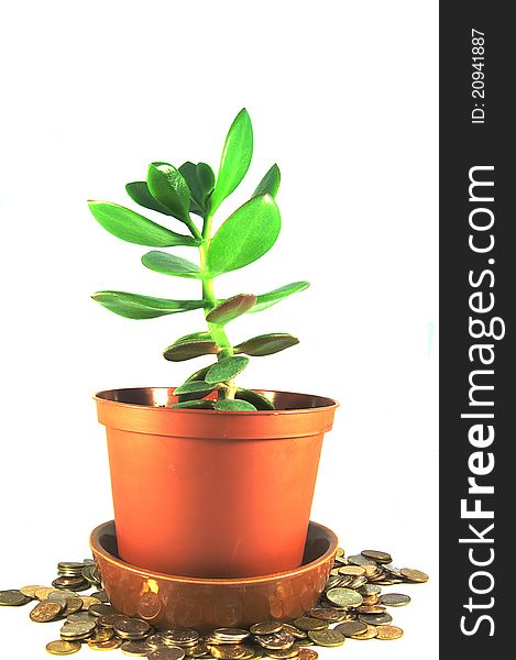 Money Tree as symbol of wealth