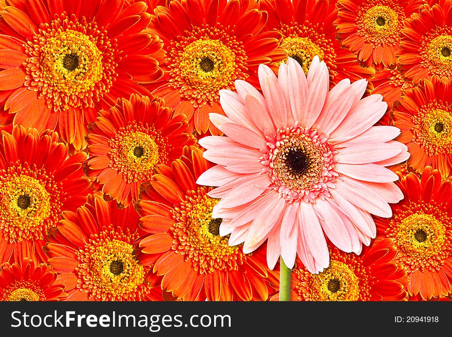 Pink chrysanthemum flower, against red flower background. Pink chrysanthemum flower, against red flower background