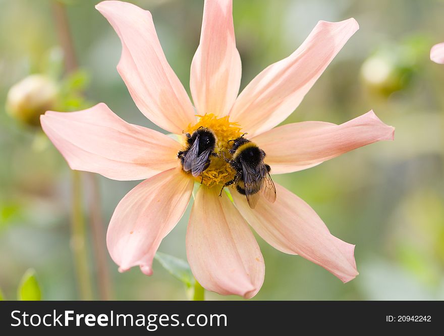 Two bomblebees siting on a pink flower. Two bomblebees siting on a pink flower