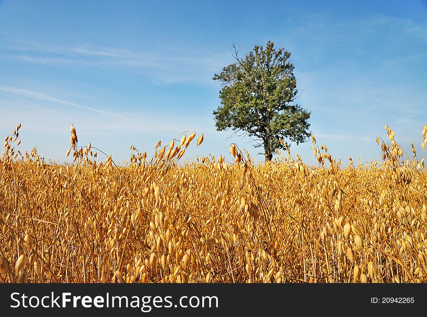 Barley field. Lone oak tree in the field against the blue sky.