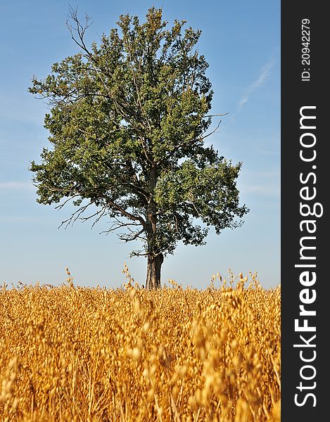 Oak in the field of barley. Lonely old oak tree.