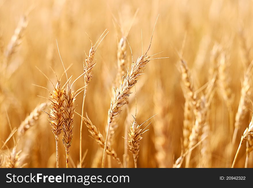 Wheat agriculture crop. Wheat field. Wheat agriculture crop. Wheat field.