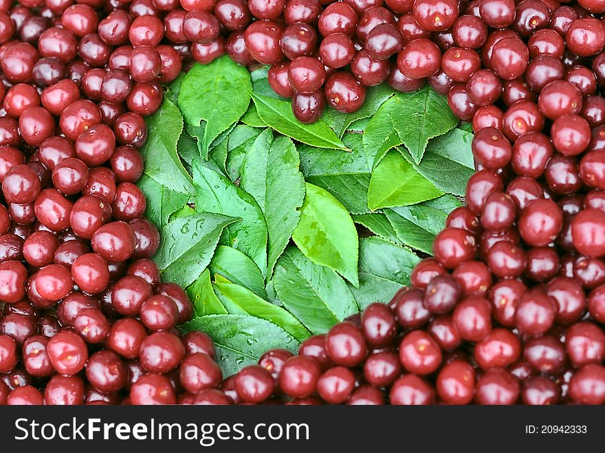 The heart of the green leaves. Green leaves on a background of red ripe berries cherries. The heart of the green leaves. Green leaves on a background of red ripe berries cherries.