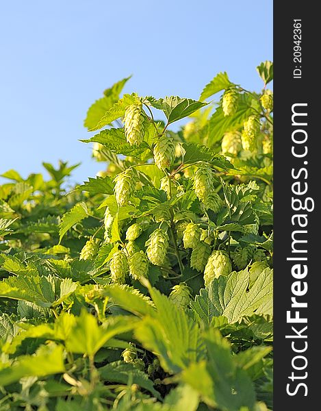 Harvest of hops. Clusters of green hops. Component of the beer.