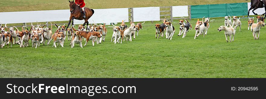 A Display by a Pack of Beagle Hunting Hounds.