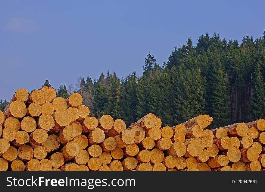 Peeled logs after treatment in a sawmil. Peeled logs after treatment in a sawmil