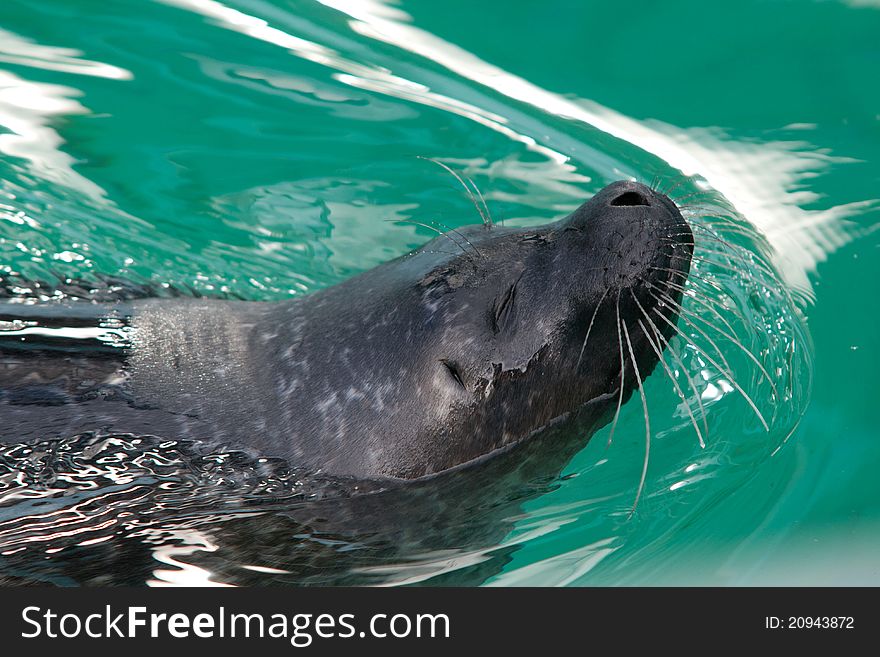 Seals from the aquarium in Bergen, Norway