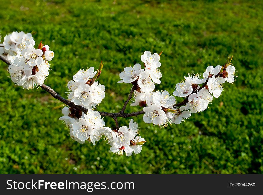 Flowering cherry trees in spring as a backdrop