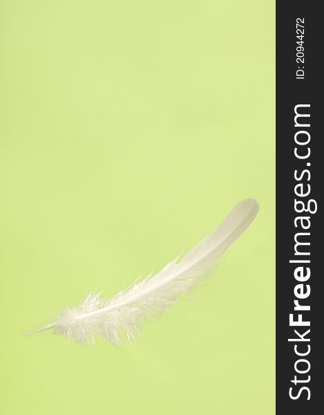 Falling white delicate bird feather close-up isolated over light green background. Falling white delicate bird feather close-up isolated over light green background