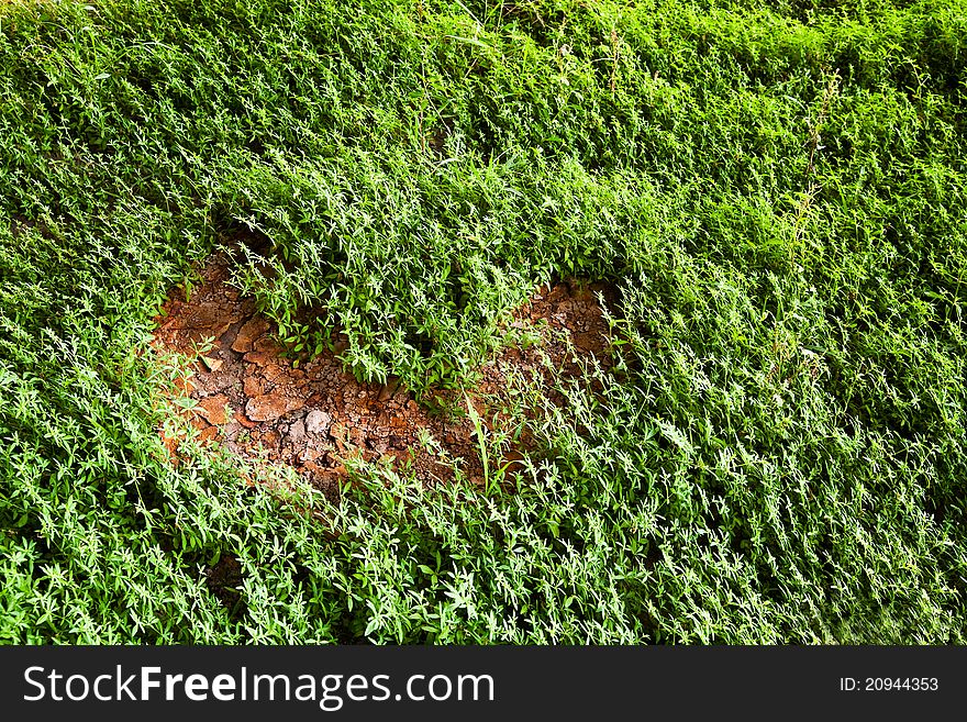 Shape of heart from tree plant background