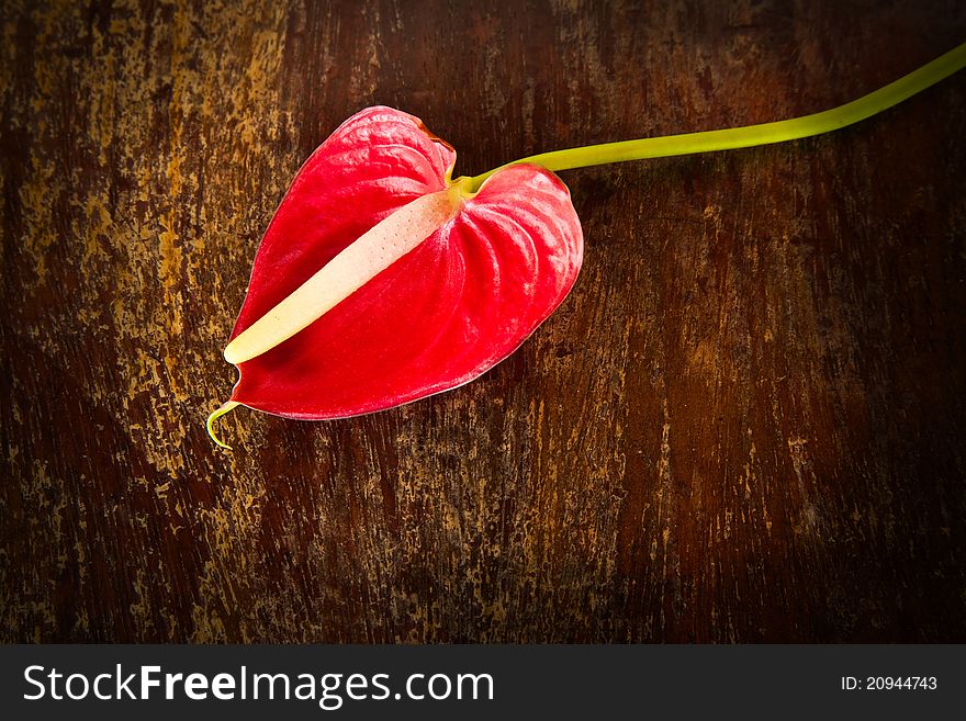 Red flamingo flower on grunge wooden background