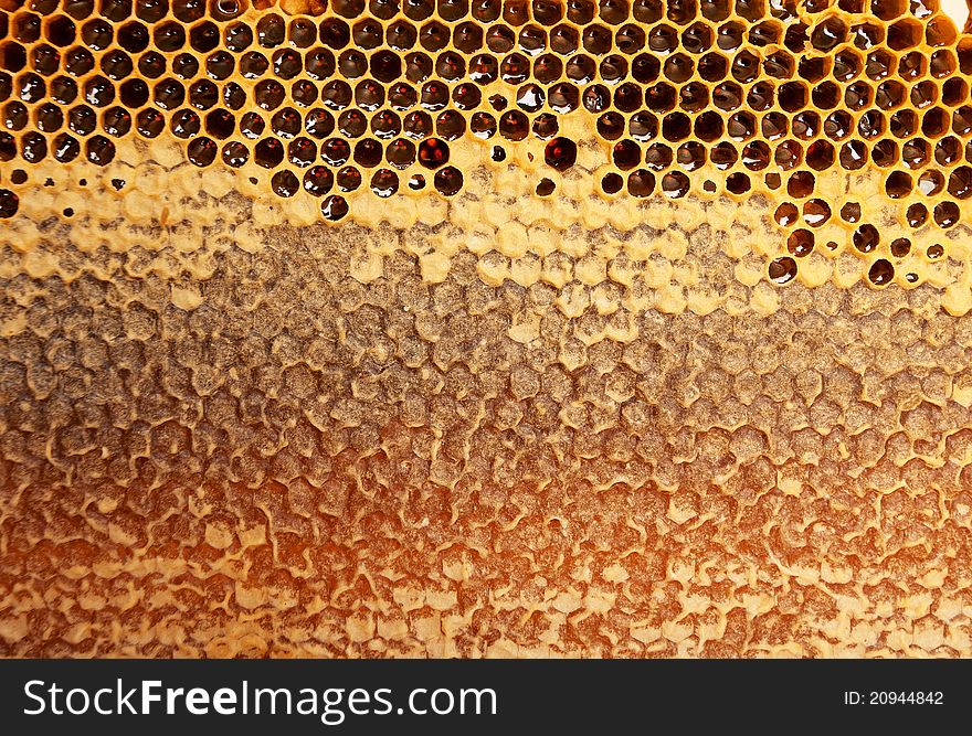 Fresh sweet honey in comb. Fresh sweet honey in comb