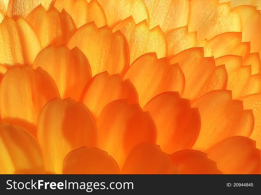 Wild Yelow-orange Flower Extra Macro View