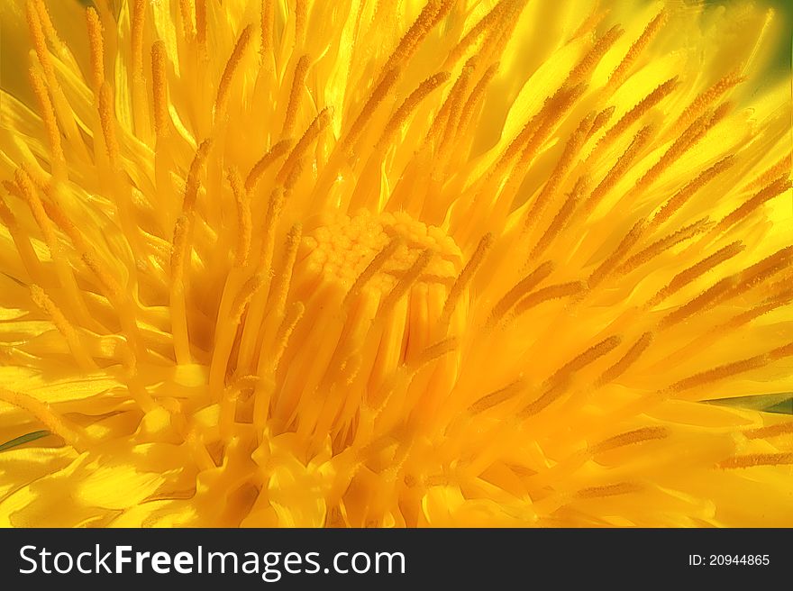 Sunny yellow dandelion, macro view