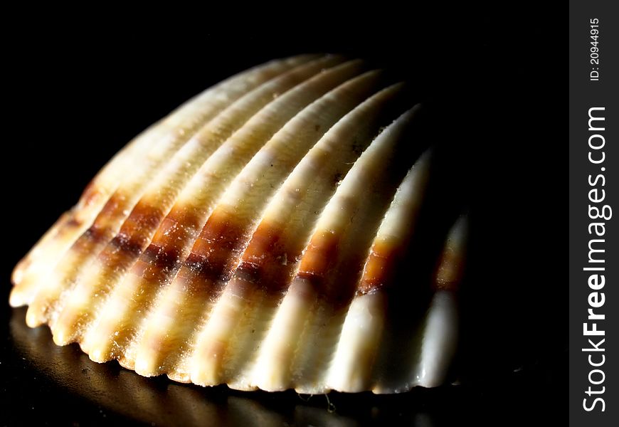 Beautiful shell structure, longitudinal curved fold in dark, nice shadows, macro, nice colors