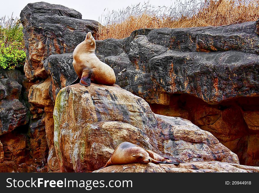 Sea lion posing on coastal rock. Sea lion posing on coastal rock