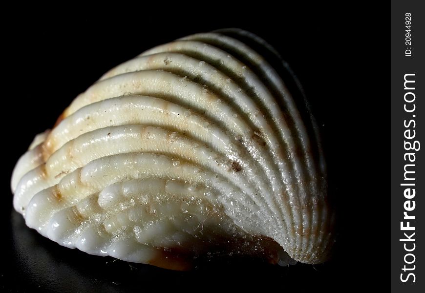 Beautiful shell structure, longitudinal curved fold in dark, nice shadows, macro. Beautiful shell structure, longitudinal curved fold in dark, nice shadows, macro