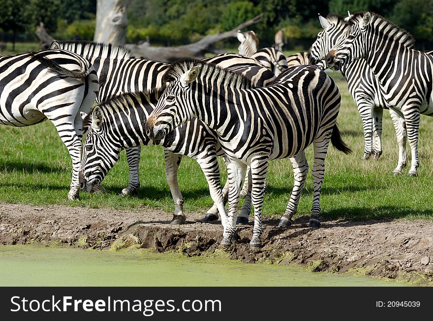 A group of zebras are standing by the lake.