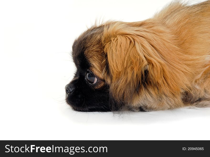 A sweet puppy dog is looking at something. Taken on a white background. A sweet puppy dog is looking at something. Taken on a white background