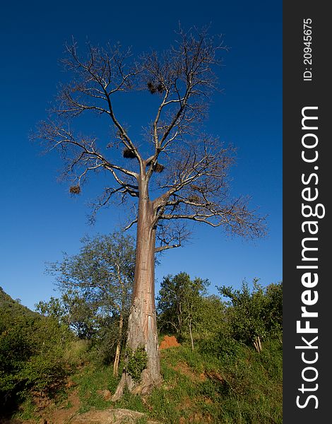 A tall baobab tree with bright blue sky in the background