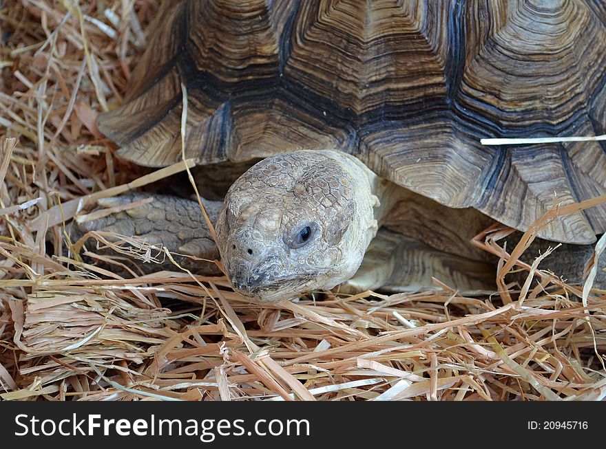 Close-up of a large desert tortoise
