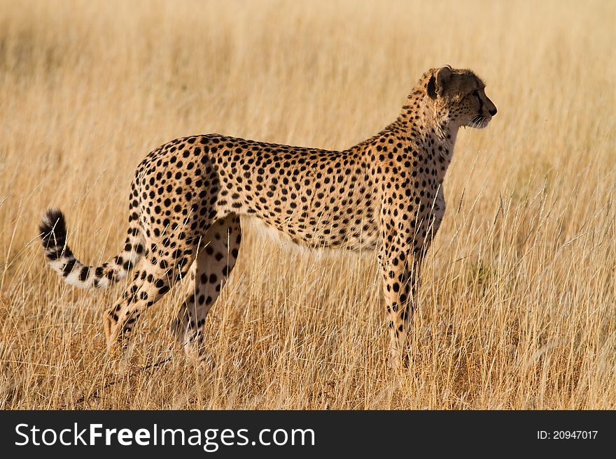 A cheetah female in golden light. A cheetah female in golden light