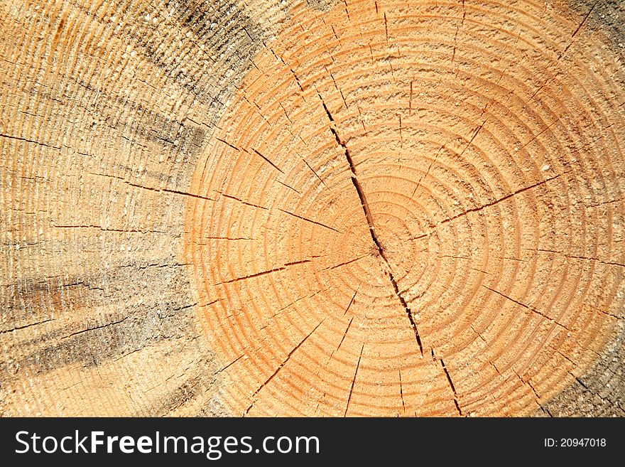 Annual Rings On The Felled Tree