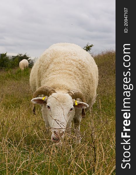 Sheep grazing in a field. Sheep grazing in a field