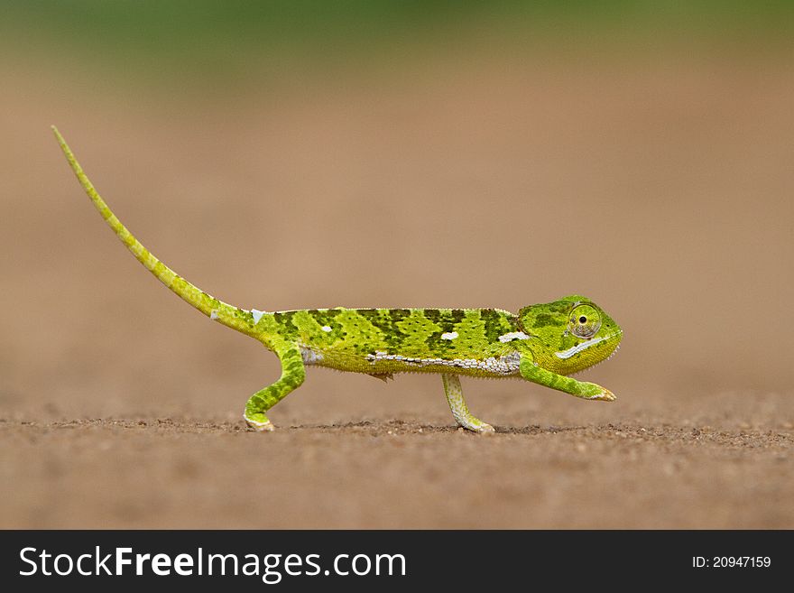 A small green chameleon crossing the road