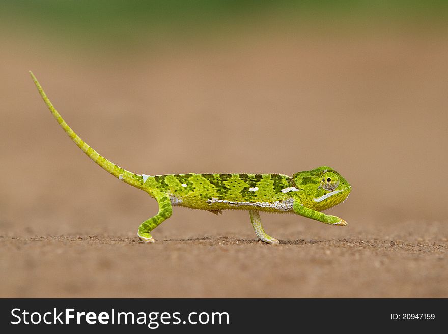 Small green chameleon