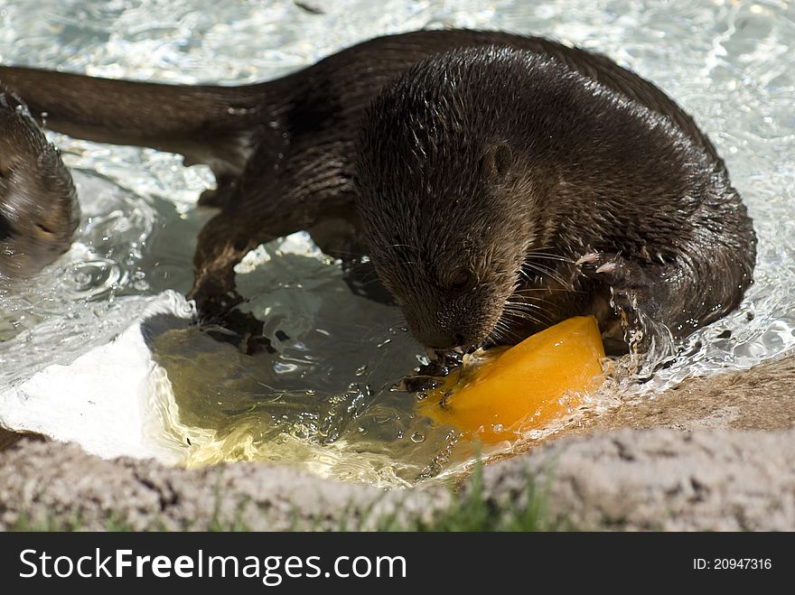 Spotted Neck Otter eating pumpkin ice cube, Phoenix Zoo
