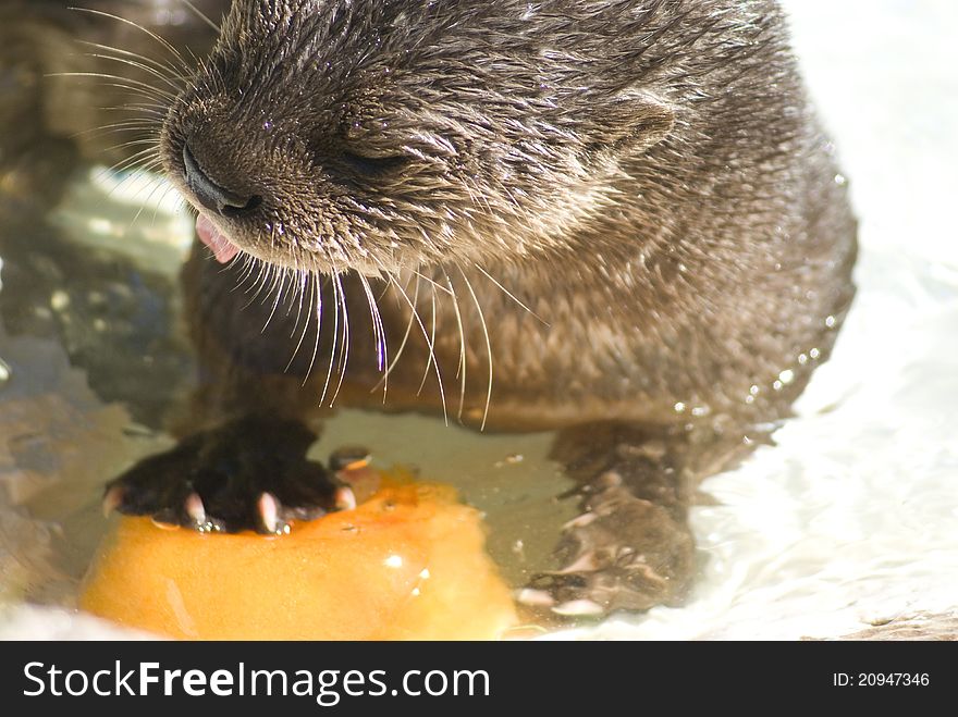 Spotted Neck Otter eating pumpkin ice cube, Phoenix Zoo