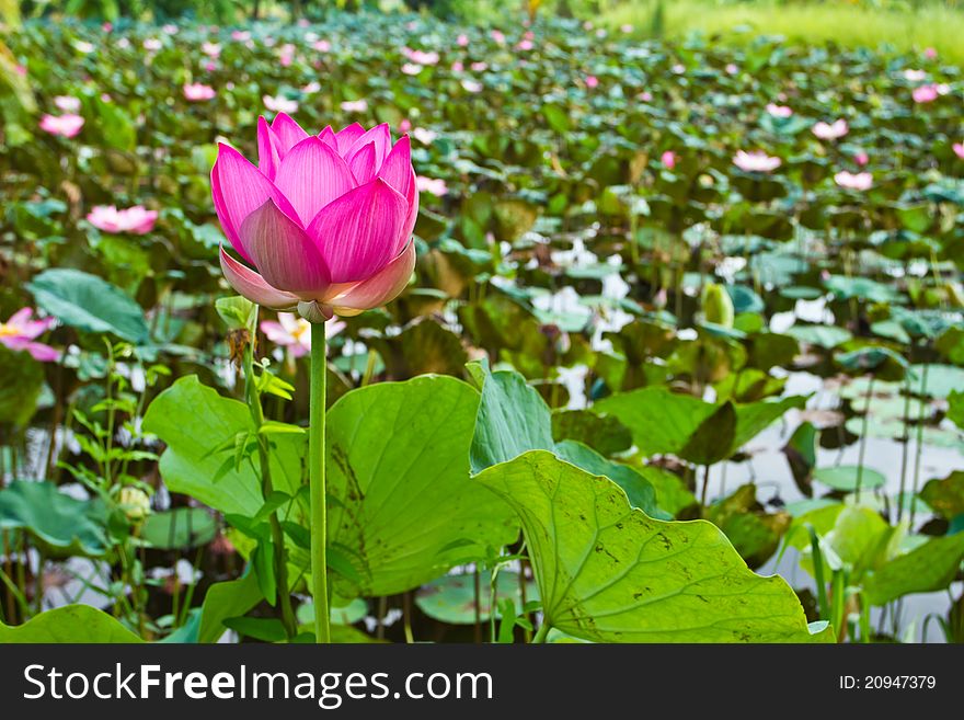 Pink lotus in the pond, Thailand