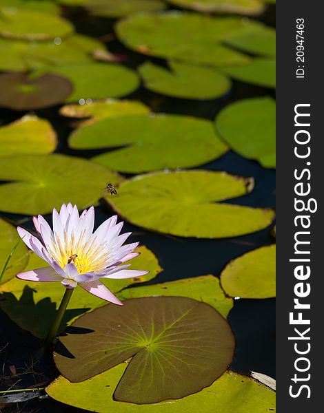 A water lily and lily pads on a pond