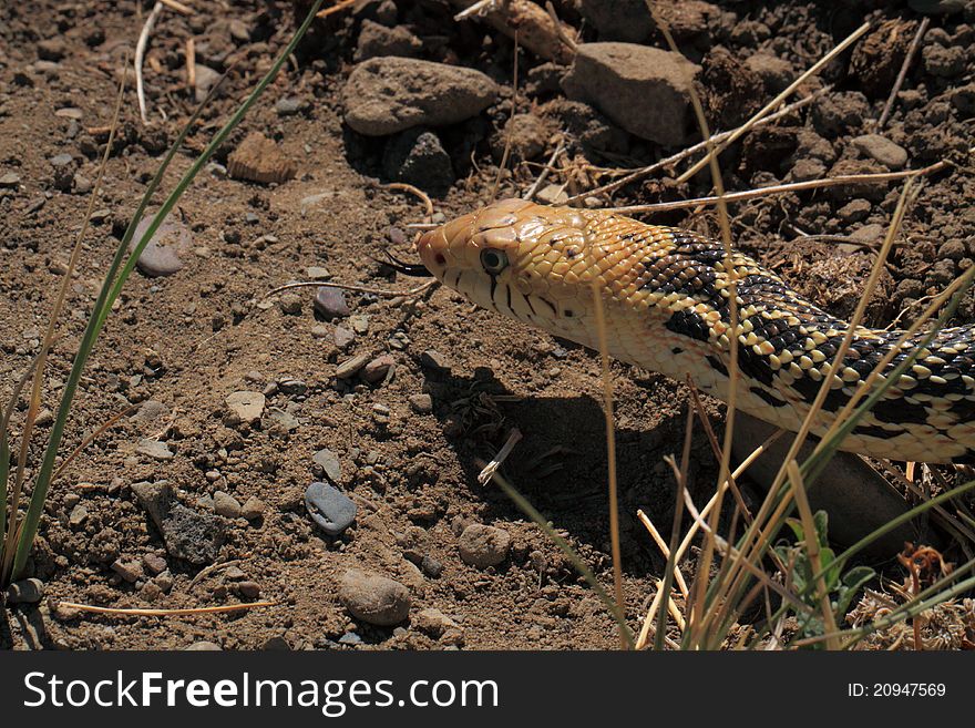 A snake stalking prey in a southwestern USA semi-desert field. A snake stalking prey in a southwestern USA semi-desert field.