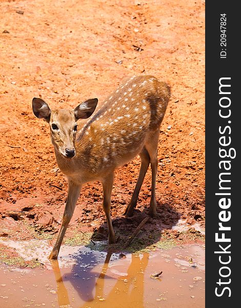 Fallow deer watching close up