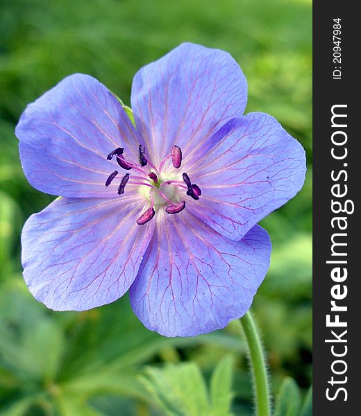 Blue Geranium pratense flower