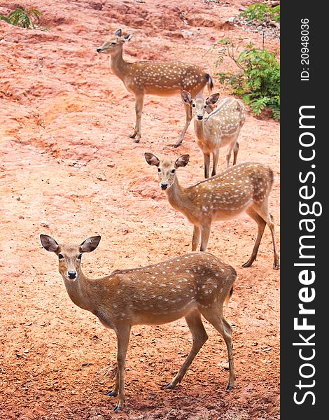 Group of Fallow deer  close up