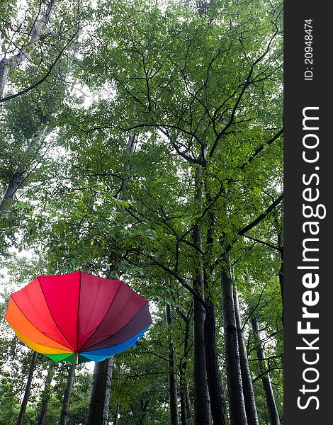 Colorful umbrella and trees after a rain