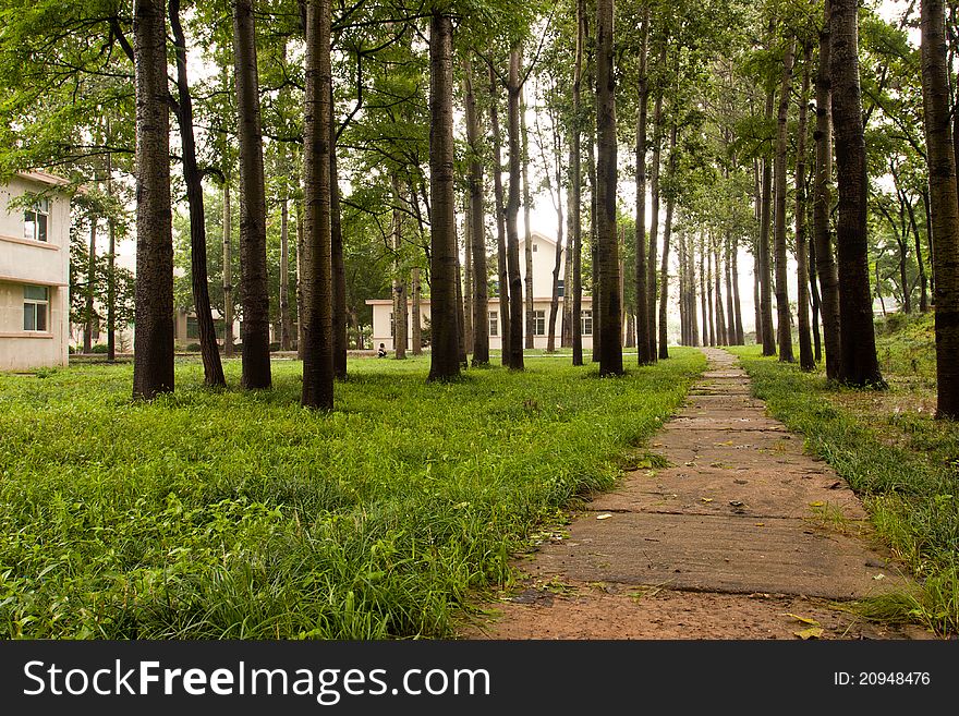 Beautiful quiet forest after a rain