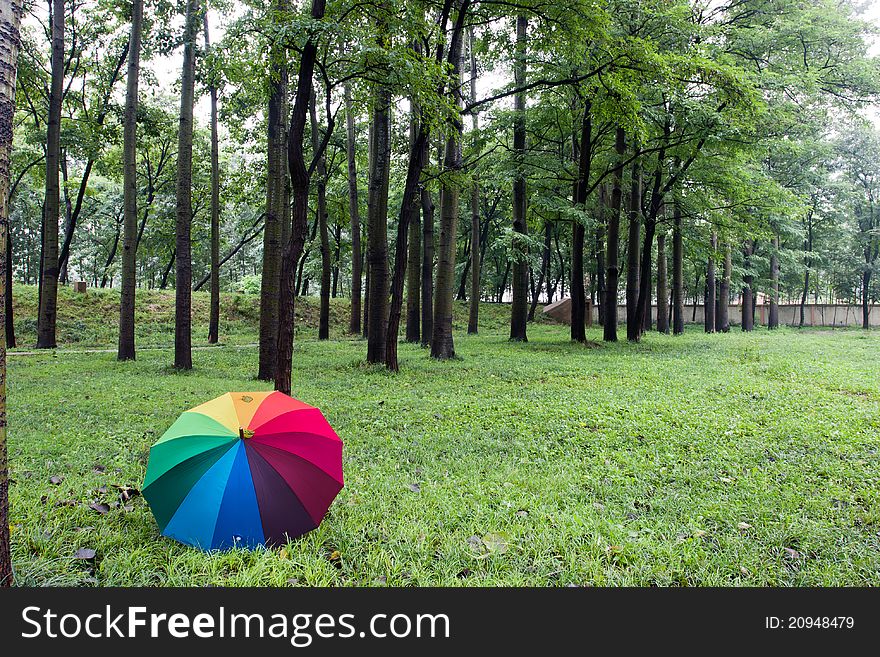 Colorful Umbrella And Trees