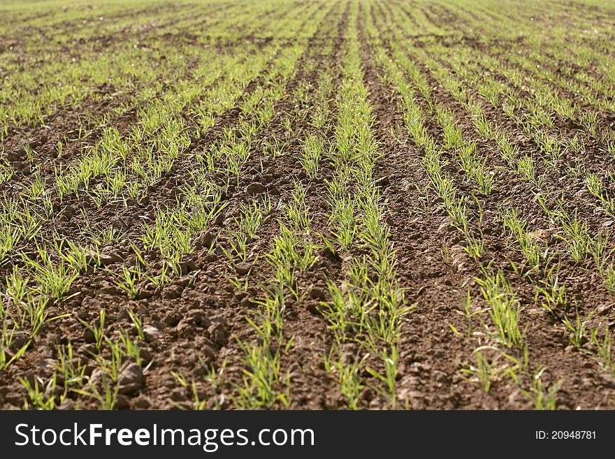 Field of green wheat sprouts. Field of green wheat sprouts