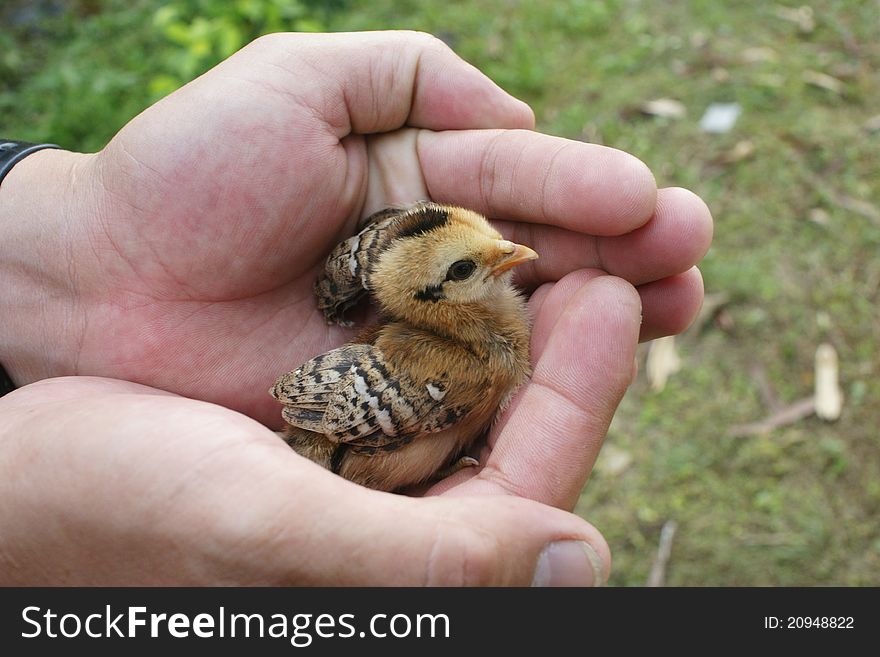 Little brown chicken in hands