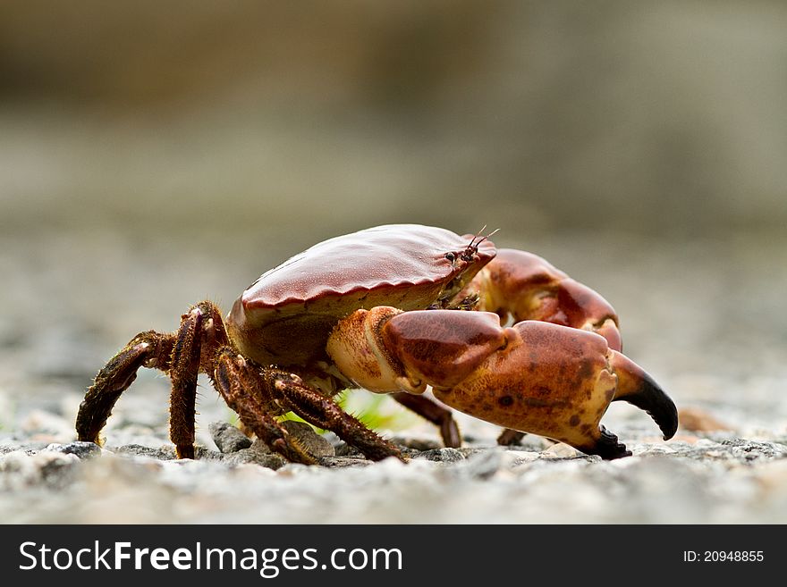 Crab on the beach in Norway