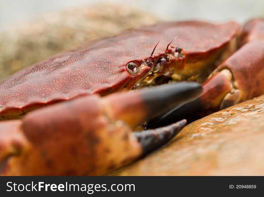 Crab on the beach in Norway