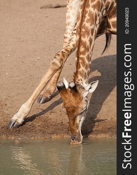 A close up of a drinking giraffe in africa